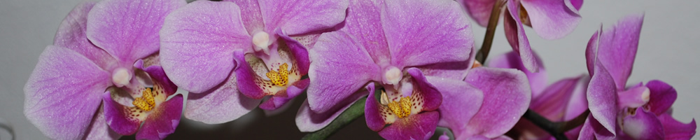 Orchideen