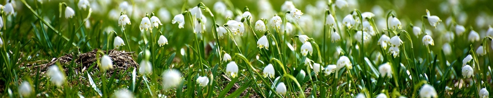 Fr&uuml;hlingswiese