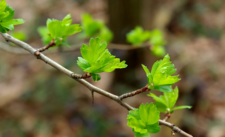 Natur